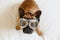 Funny brown french bull dog on bed wearing aviator goggles. Travel concept. Pets indoors and lifestyle