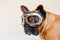 funny brown french bull dog on bed wearing aviator goggles. Travel concept. Pets indoors and lifestyle