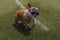 Funny brown french bulldog playing with the water coming from the hose at the garden. Fun outdoors and summer concept