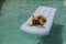 Funny brown french bulldog sitting on an inflatable pad and relaxing at the swimming pool. Holidays, relax and vacation with dogs