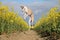 A funny brown galgo is jumping in a yellow rape seed field