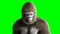 Funny brown gorilla stay idle. Super realistic fur and hair. Green screen 4K animation.