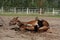 Funny brown horse rolling on the ground