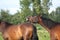 Funny brown horse smiling at the pasture