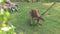 Funny brown kangaroo explores green grass in tropical zoo