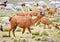 Funny brown lama grazing with a herd on the field in Peru, South America