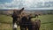 Funny brown little donkey kissing head of adult animal on green meadow. Positive pets grazing outdoors on spring summer