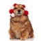 Funny brown metis dog enjoys its warm headband