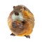 Funny brown muskrat nibbles food. Watercolor illustration isolated on a white background