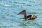 Funny brown pelican drifting on the sea surface, near Carriacou island, Grenada, Caribbean sea