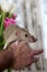 Funny brown rat are sitting on human hand