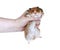 Funny Brown Syrian hamster in a female hand isolated