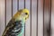 Funny Budgerigar. Budgie parrot sitting in birdcage