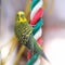 Funny Budgerigar. Budgie parrot sitting on rope and plays