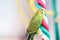 Funny Budgerigar. Budgie parrot sitting on rope and plays