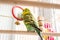 Funny budgerigar. Cute green budgie pa parrot sits in a cage and plays with mirror