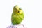 Funny budgerigar. Cute green budgie parrot sits on a finger and looking at the camera