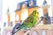 Funny budgerigar. Cute green budgie parrot sits on wooden stairs near toy castle and plays with bell