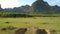 Funny buffaloes in little mud pond under evening sunshine