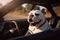 funny bulldog sitting in car with open window