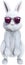 Funny Bunny Rabbit, Sunglasses, Isolated