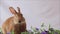 Funny bunny Rufus Rabbit eating kale with lilac flowers and plain background room for text