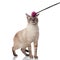 Funny burmese cat looking at purple teaser toy