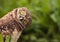 Funny Burrowing owl Athene cunicularia tilts its head outside it