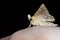 Funny butterfly sits on a hand. The Pale Prominent, Pterostoma palpina
