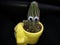 Funny cactus in a yellow decorated pot