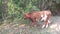 Funny calf grazing in the forest