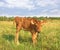 Funny calf on rural meadow