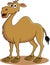 Funny camel cartoon