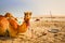 Funny camel lying in the desert looking into the camera