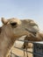 Funny Camel smile