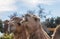 Funny camels
