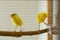 Funny canary birds stand on perch next to food