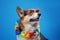 Funny canine pet with sunglasses and hawaiin wreath