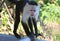 Funny capuchin monkey poses for tourists