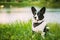 Funny Cardigan Welsh Corgi Dog Playing In Green Summer Grass At Lake In Park. Welsh Corgi Is A Small Type Of Herding Dog