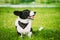 Funny Cardigan Welsh Corgi Dog Playing In Green Summer Grass In Park. Welsh Corgi Is A Small Type Of Herding Dog That