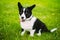 Funny Cardigan Welsh Corgi Dog Playing In Green Summer Meadow Grass. Welsh Corgi Is A Small Type Of Herding Dog That