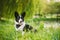 Funny Cardigan Welsh Corgi Dog Sitting In Green Summer Grass Near Lake Under Tree Branches In Park. Welsh Corgi Is A