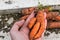 Funny carrots, homemade zero waste ugly food, antioxydant and non gmo vegetable, daucus carota