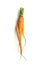 funny carrots on white background