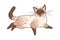 Funny cartoon cat. Adorable home animals, brown cute domestic kitten lying, purebred pet washing itself vector modern