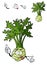 Funny cartoon celery vegetable