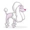 Funny cartoon french poodle. Vector illustration.