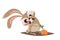 Funny cartoon illustration of a crazy rabbit pulling on a carrot