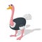 Funny cartoon ostrich illustration.